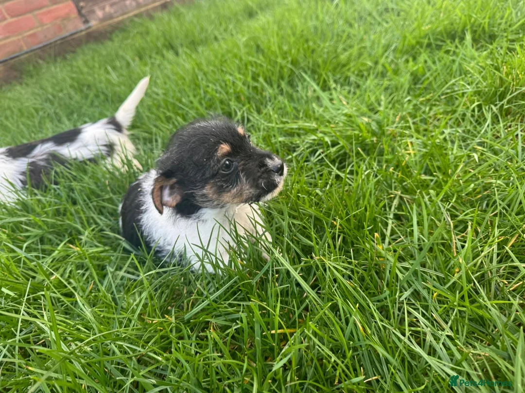 Jack Russell dogs for sale: 3 male tricolour long haired jackrussel puppies  - Advert 11