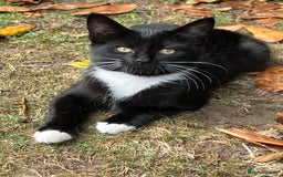 Mixed Breed cats for sale: Mixbreed kittens.  - Image 21