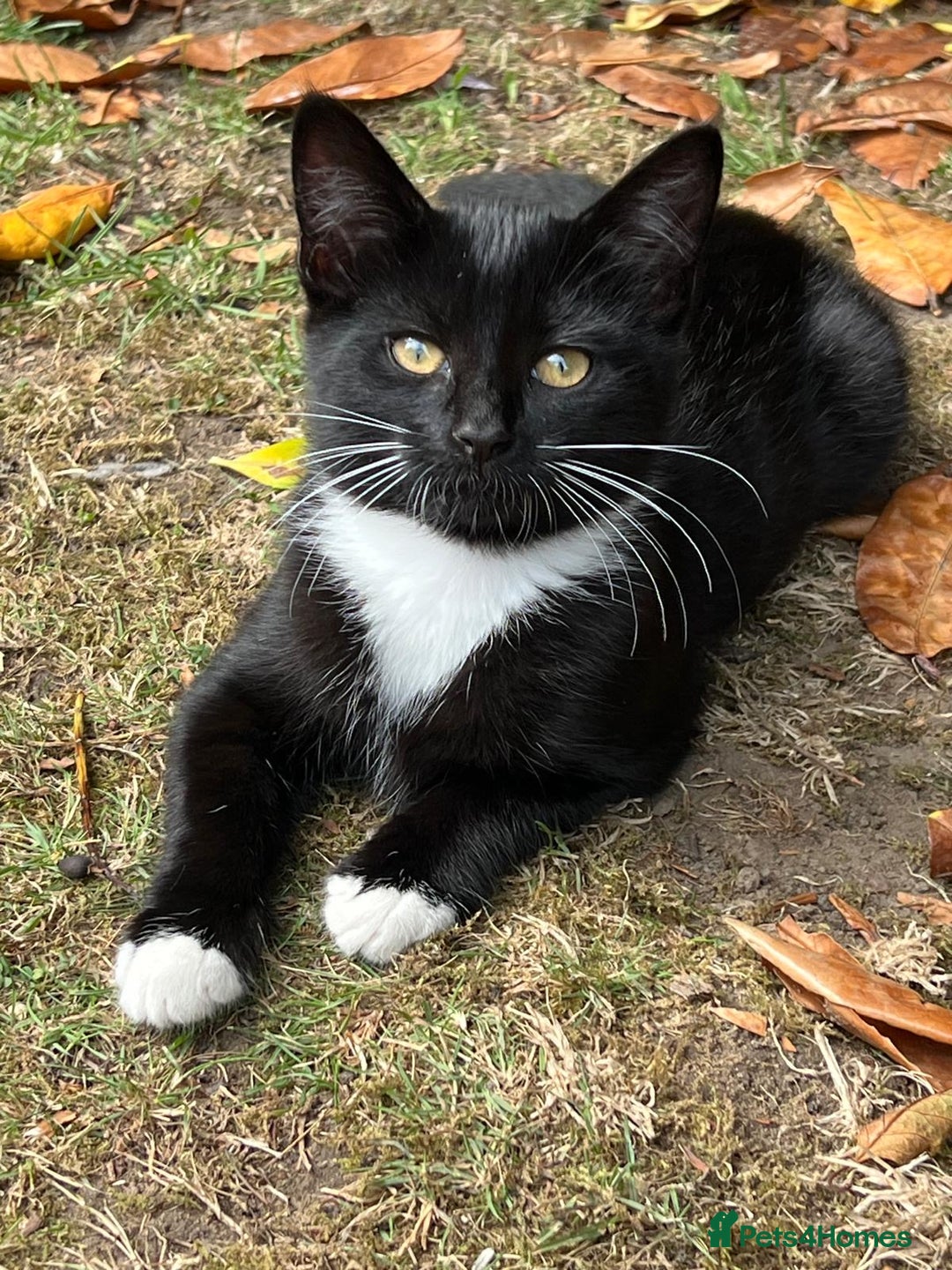 Mixed Breed cats for sale: Mixbreed kittens.  - Image 21