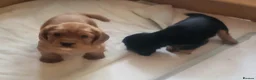 Cocker Spaniel dogs for sale: Working Cocker Puppies - Advert 5