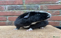 Guinea Pig rodents for sale: Lovely pair of boars  - Advert 4