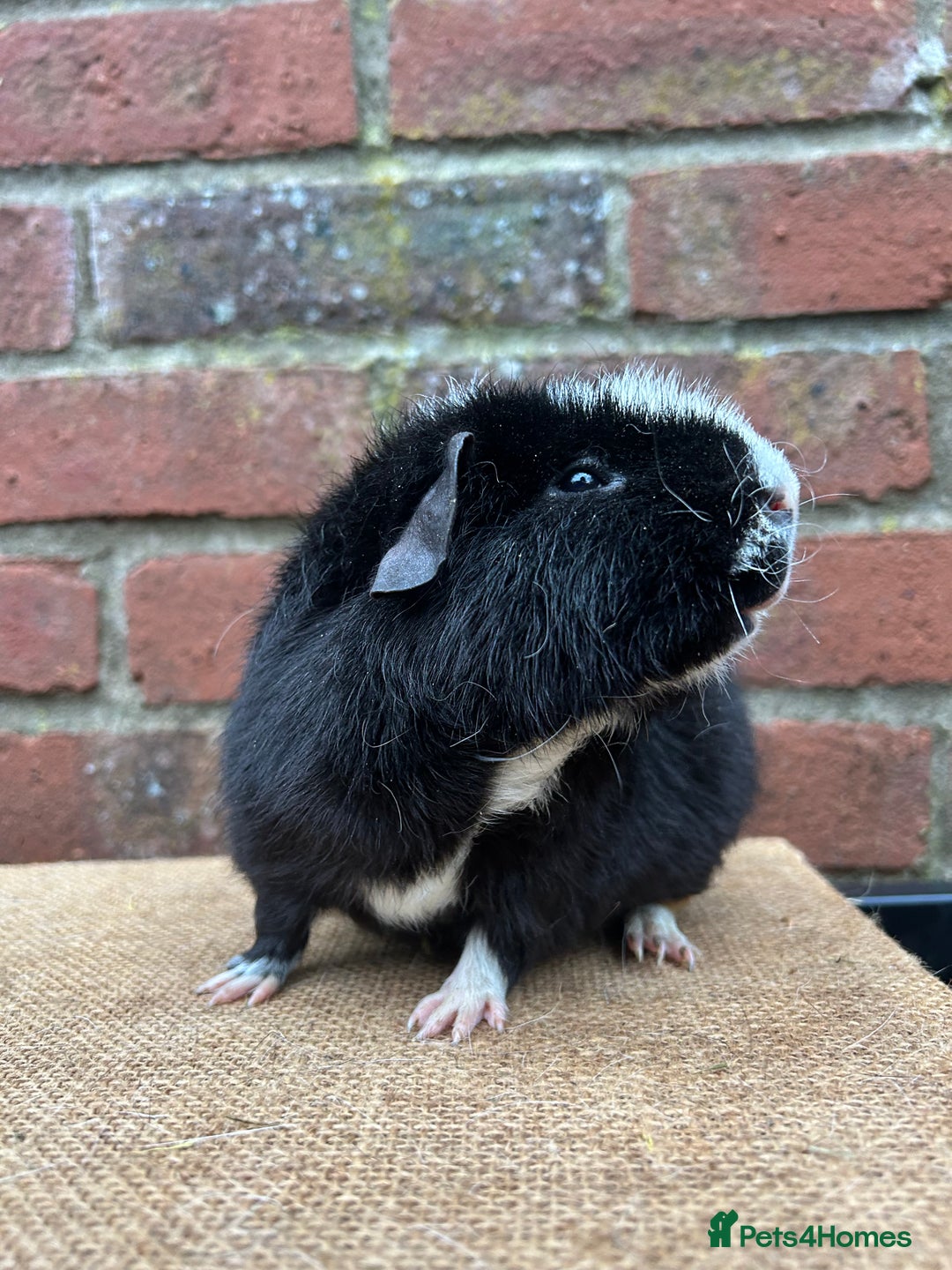 Guinea Pig rodents for sale: Lovely pair of boars  - Advert 4