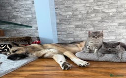 British Shorthair cats for sale: British Shorthair Girl Full of Personality! - Image 4