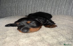 Miniature Dachshund dogs for sale: Mini dachshunds  - Image 8