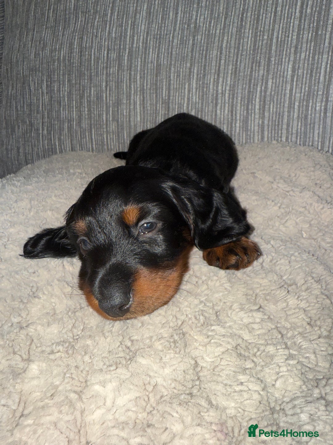 Miniature Dachshund dogs for sale: Mini dachshunds  - Image 8