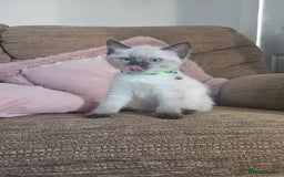 Mixed Breed cats for sale: Kittens mix breed.  - Image 3