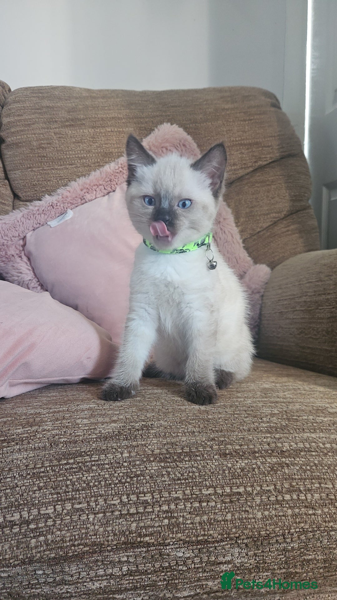 Mixed Breed cats for sale: Kittens mix breed.  - Image 3