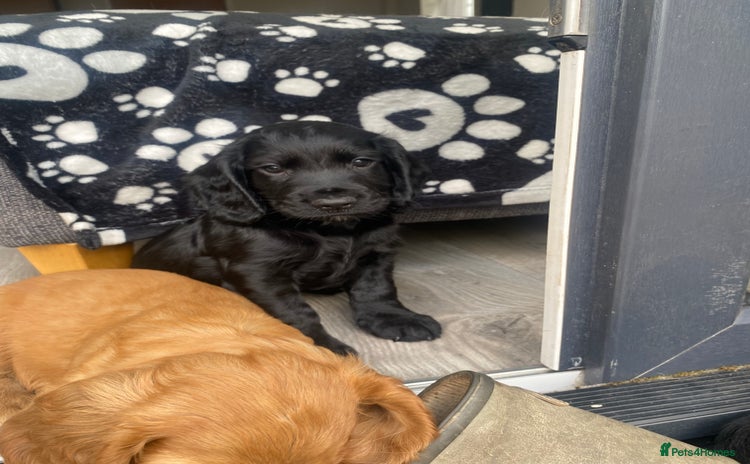 Cocker Spaniel dogs - Advert 8