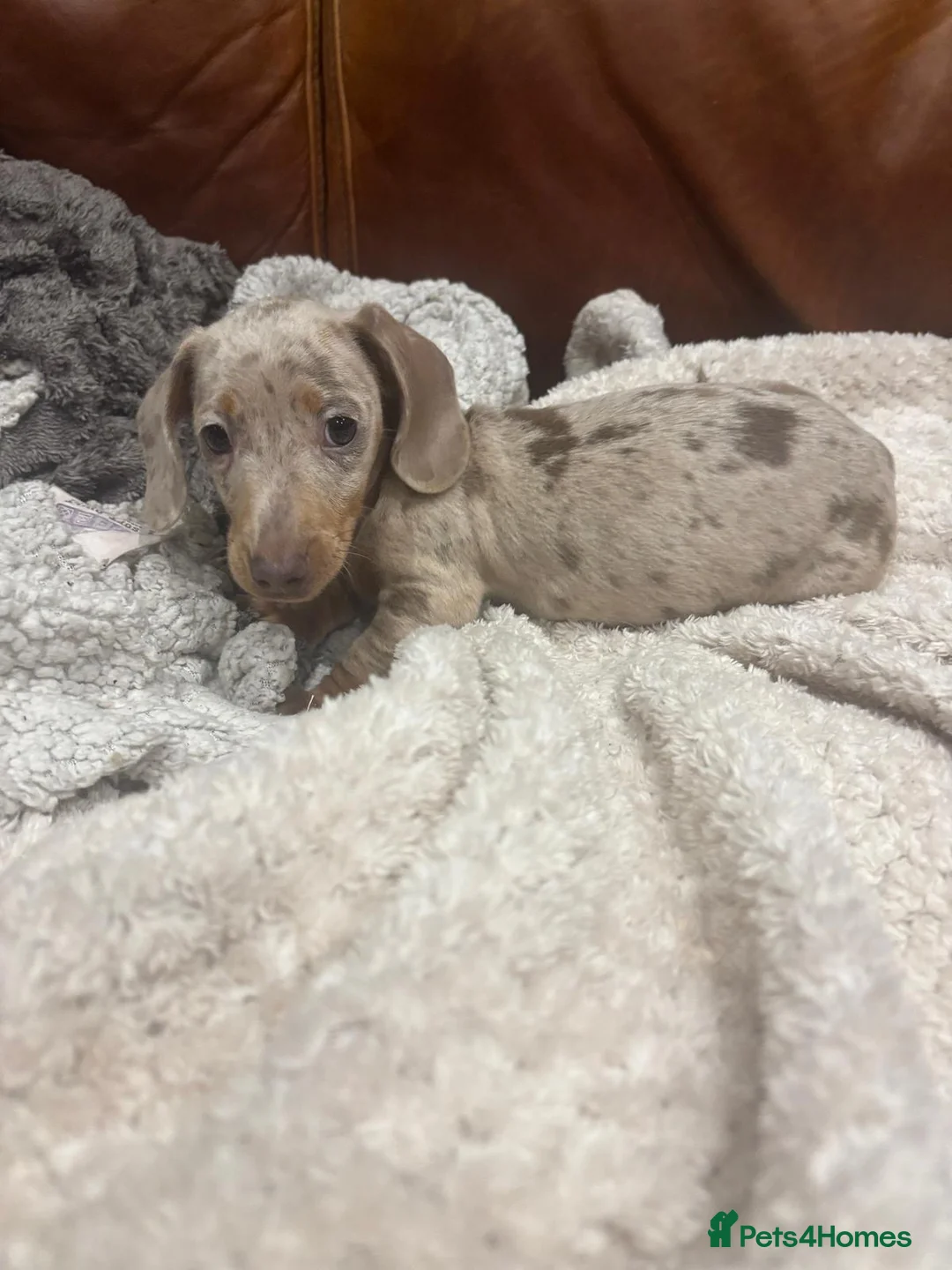 Miniature Dachshund dogs for sale: Miniature Dachsunds  - Advert 6