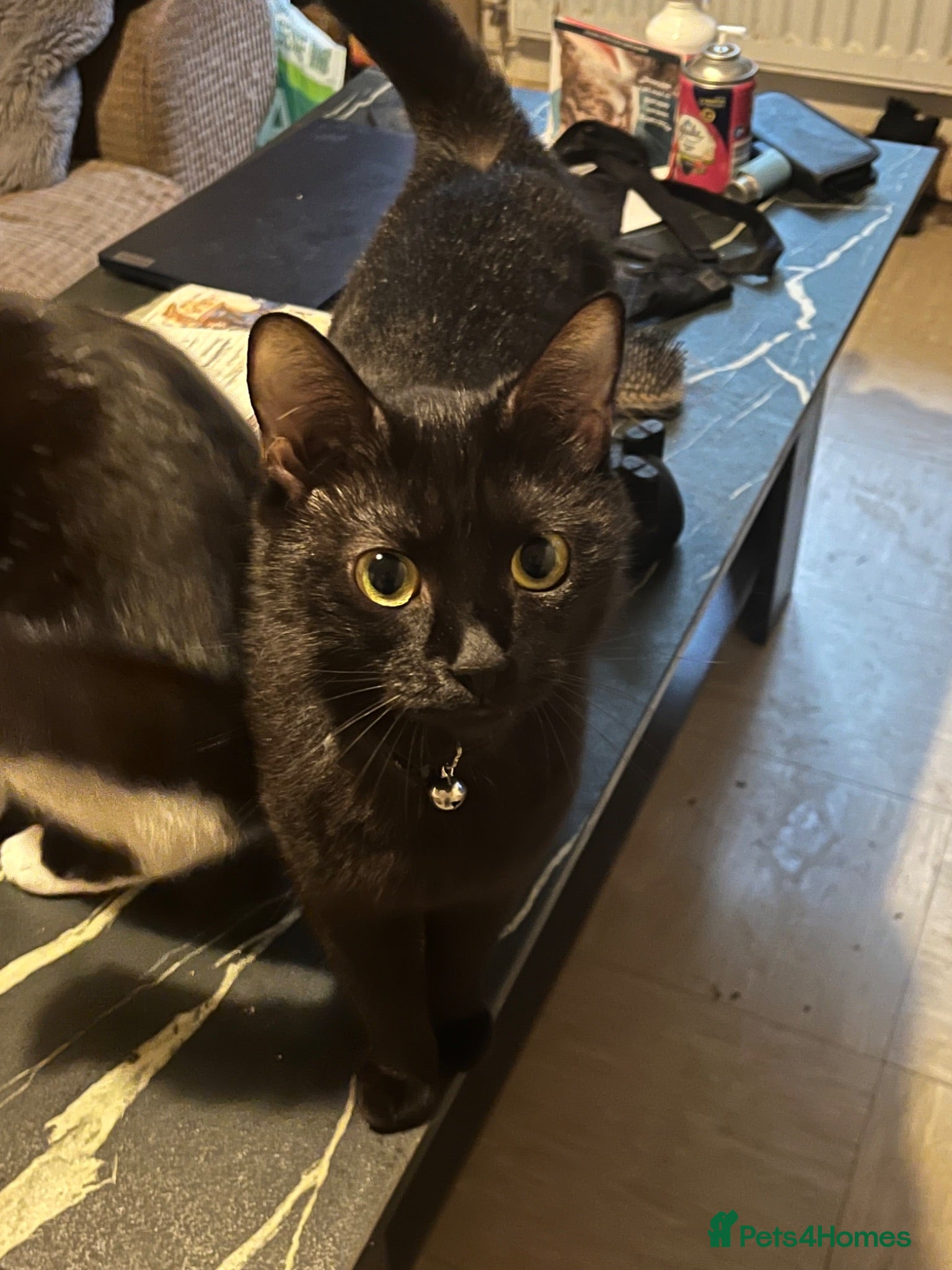 Mixed Breed cats Half Persian kittens 1 boy 3 females - Advert 1