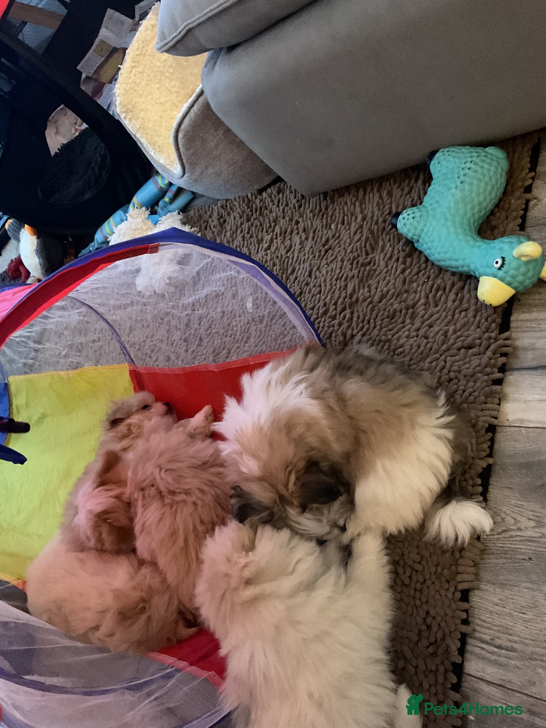 Mixed Breed dogs for sale: Malti-Pom Puppies - £1200 - Advert 14