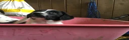 Mixed Breed dogs for sale: Sprollies - Advert 8