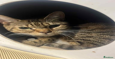 Bengal cats Bengal boy  - Advert 4