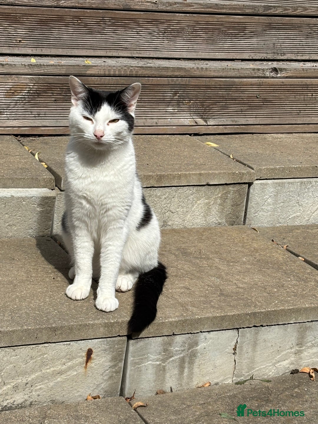Mixed Breed cats for sale: 2 female cats - Image 3