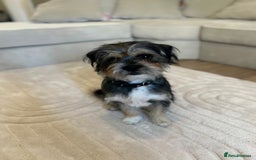 Shorkie dogs for sale: Looking to rehome our teddy - Image 2