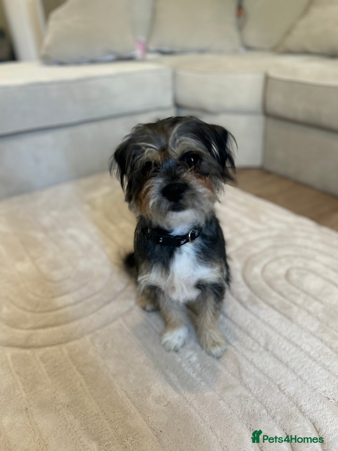 Shorkie dogs for sale: Looking to rehome our teddy - Image 2