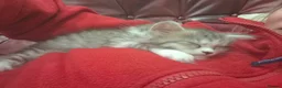 Mixed Breed cats for sale: Main Coon Mix - Advert 12