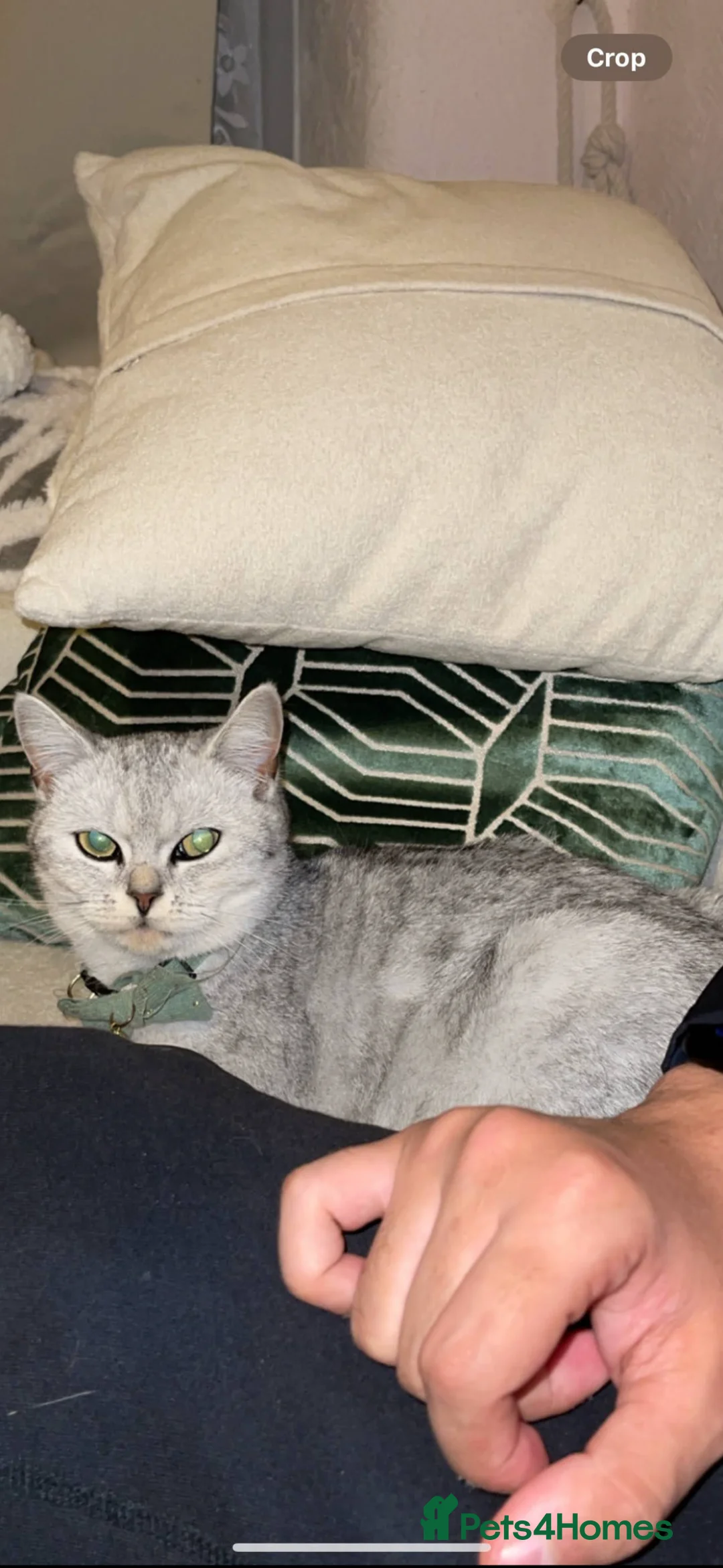 British Shorthair cats for sale: BSH girl  - Advert 1
