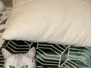 British Shorthair cats BSH girl - Advert 1