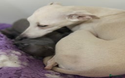 Italian Greyhound dogs for sale: Kc registered Italian greyhounds  - Image 4