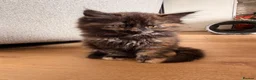Maine Coon cats for sale: Beautiful Maine coon x BSH - Advert 5