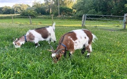 Goats livestock for sale: 2 Friendly pet goats. Wethers. - Image 1