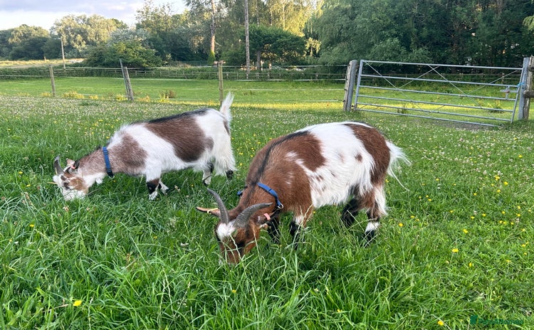 Goats livestock - Advert 1