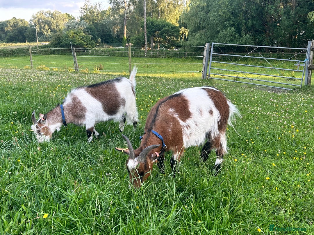 Goats livestock for sale: 2 Friendly pet goats. Wethers. - Image 1