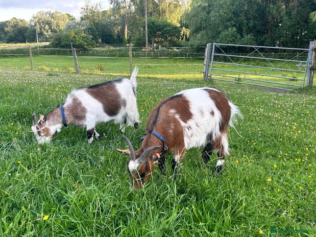 Goats livestock - Advert 1