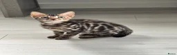 Bengal cats for sale: Full pedigree rosetted bengal kitten -male  - Advert 15