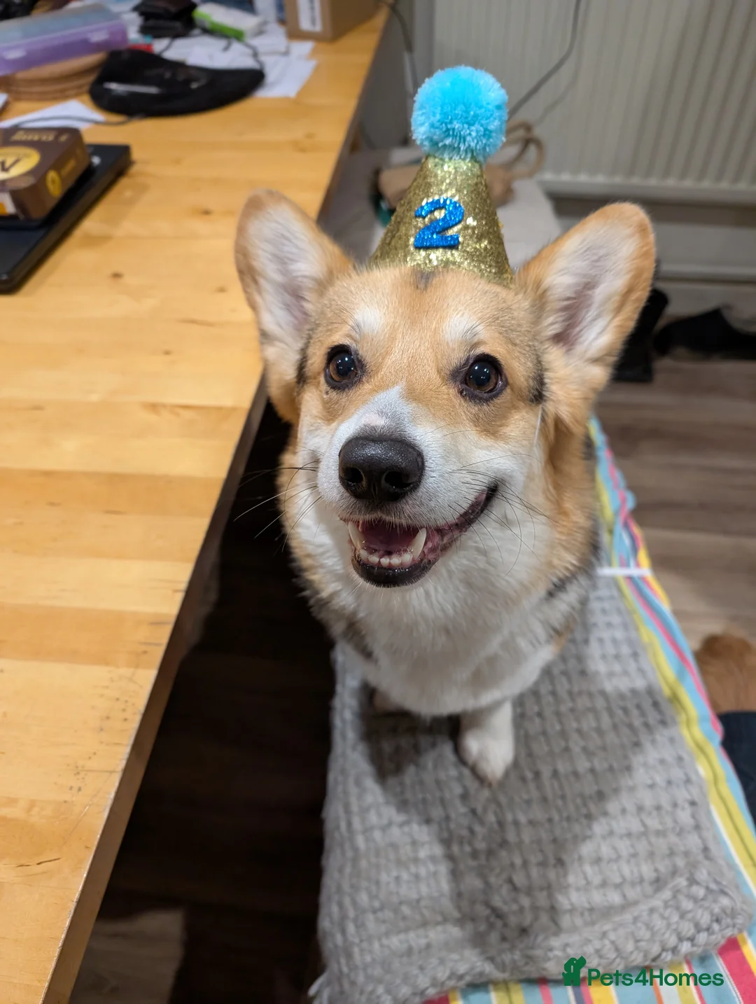 Welsh Corgi Pembroke dogs for stud: Tri Coloured Pembroke Welsh Corgi for stud - Advert 4