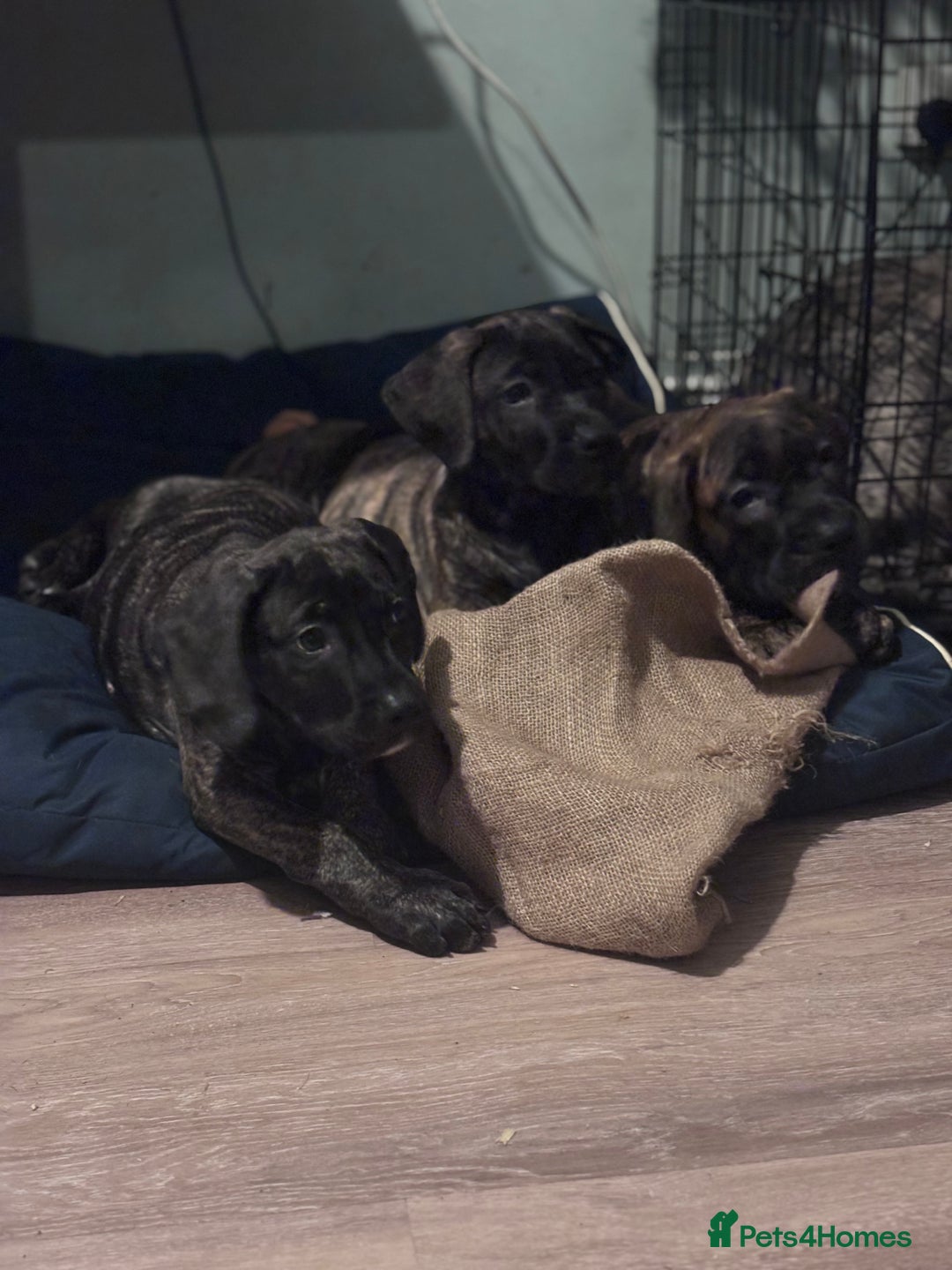Presa Canario dogs for sale: Presa Canario Puppies  - Advert 15