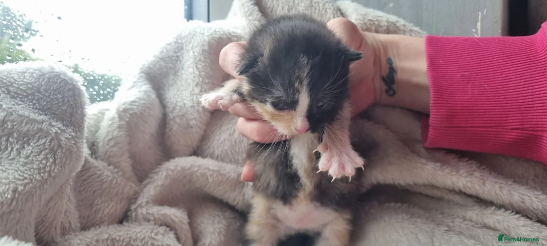 Mixed Breed cats for sale: Maine coon x kittens - Advert 2