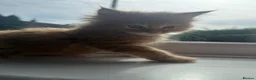 Maine Coon cats for sale: Pedigree / tica Maine coon kittens - Advert 12