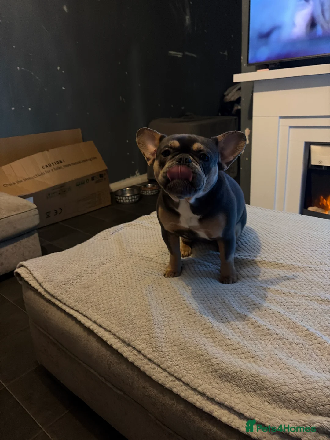 French Bulldog dogs for sale: French bulldog - Advert 2