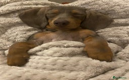 Miniature Dachshund dogs for sale: Female full breed Miniature dachshund - Advert 4