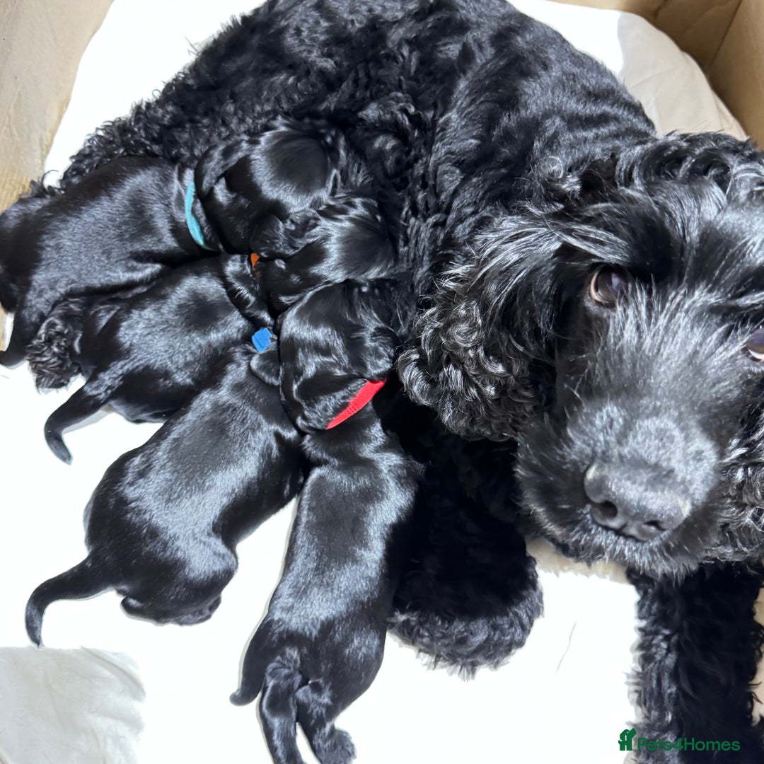 Cocker Spaniel dogs for sale: Show Type Cocker Spaniel  - Advert 11