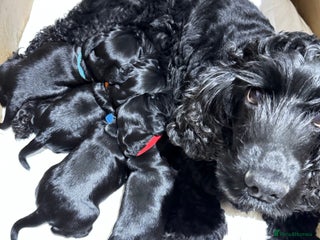 Cocker Spaniel dogs Show Type Cocker Spaniel - Advert 1