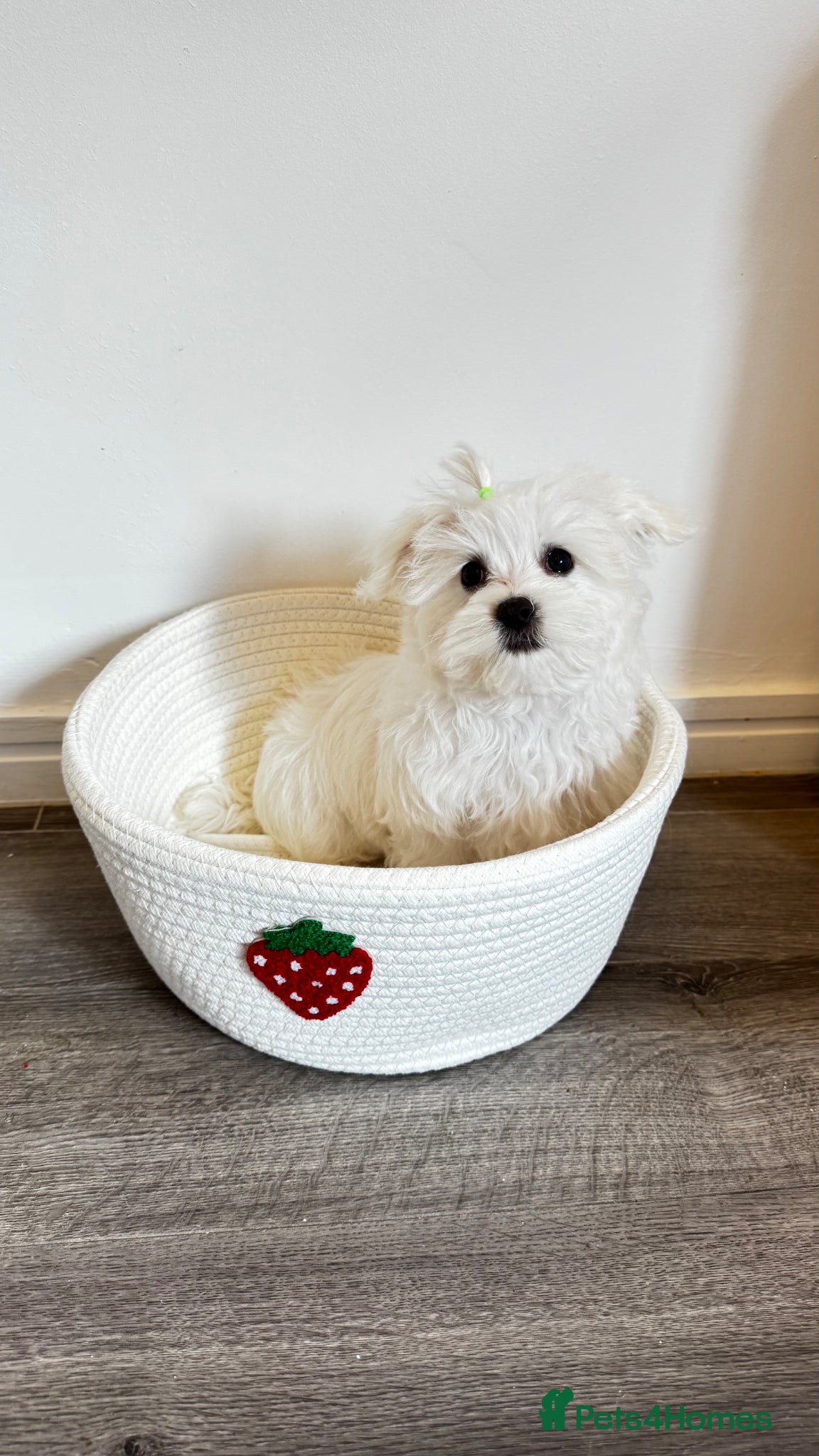 Maltese dogs Pure breed pedigree KC Maltese boy  - Advert 4