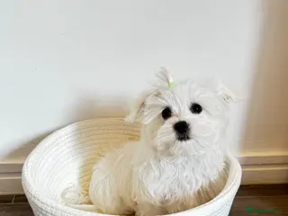 Maltese dogs Pure breed pedigree KC Maltese boy - Advert 11