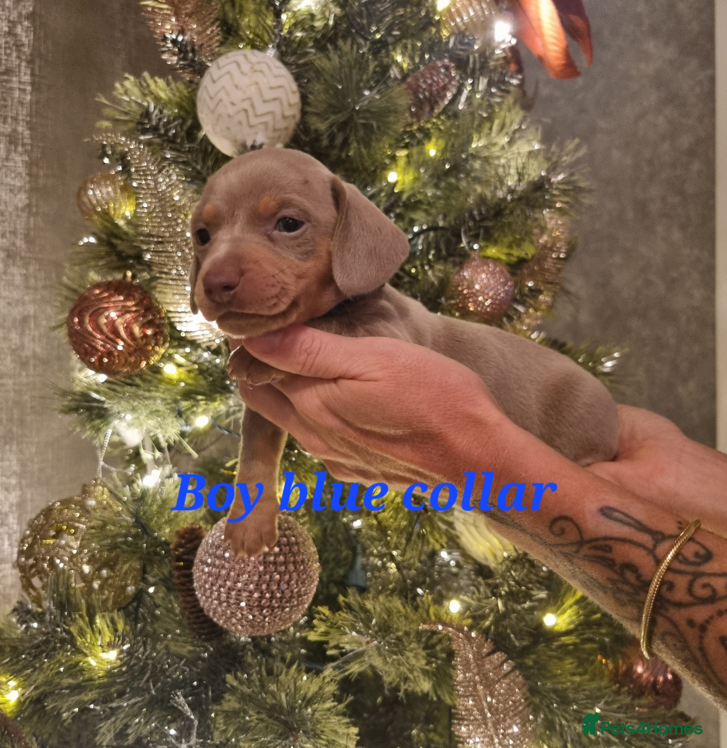 Dachshund dogs 8 Smooth Haired miniature dachshund pups  - Advert 2