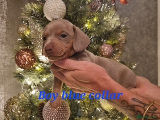 Dachshund dogs 8 Smooth Haired miniature dachshund pups - Advert 4