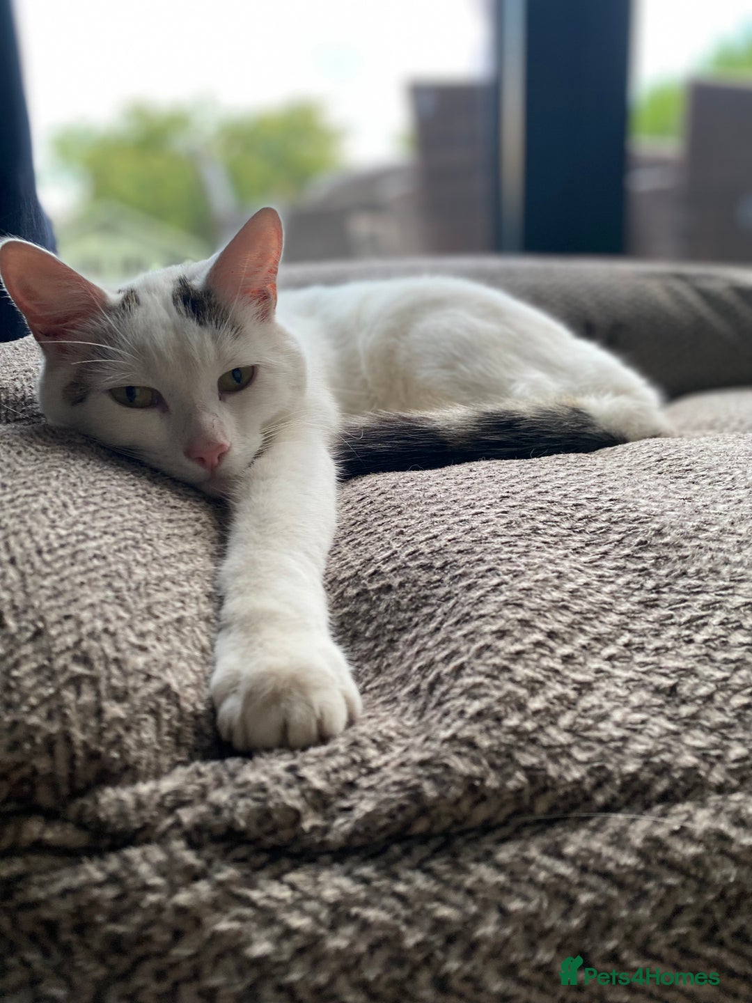 Domestic Shorthair cats for sale: FTGH 2 male tabby’s  - Image 3