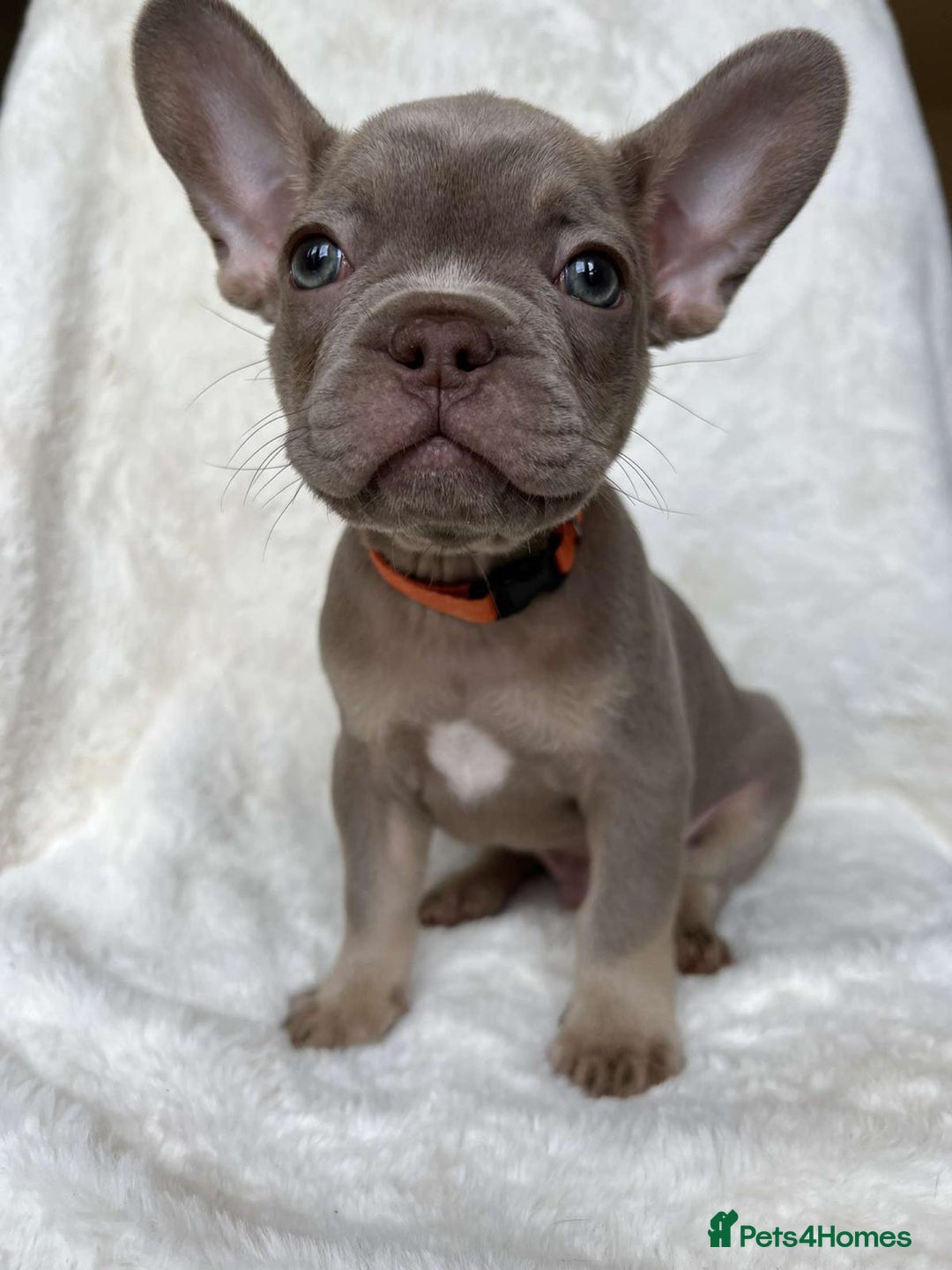 French Bulldog dogs for stud: Rare New Shade Isabella French Bulldog - STUD - Image 12