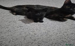 Mixed Breed cats for sale: Beutiful kittens - Image 4