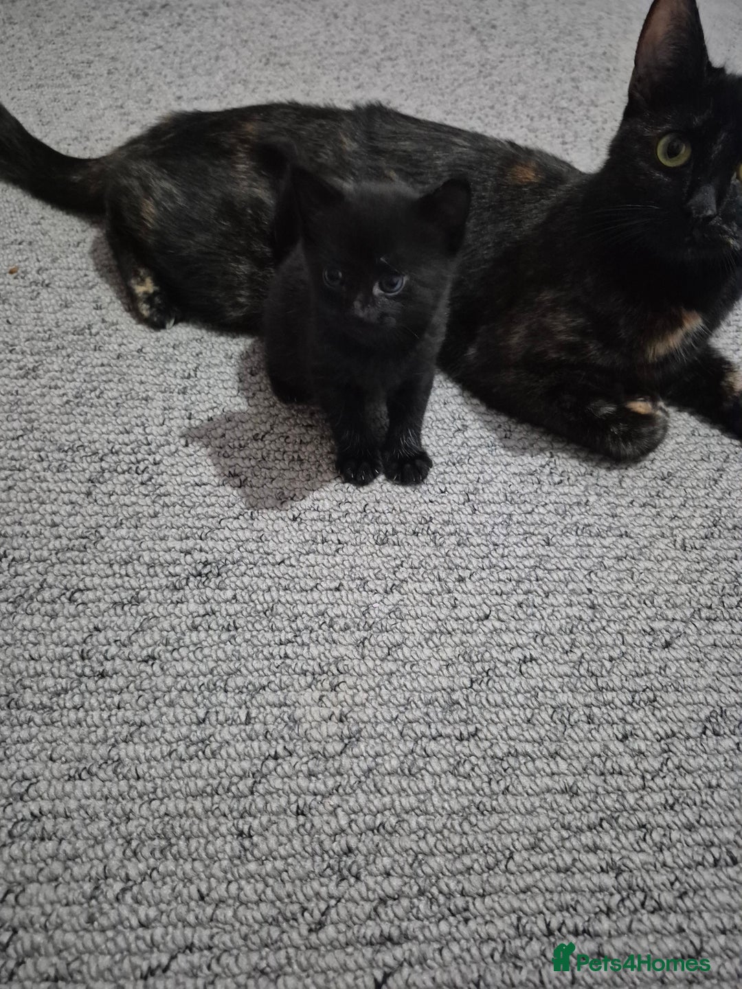 Mixed Breed cats for sale: Beutiful kittens - Image 4