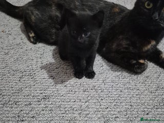 Mixed Breed cats - Advert 12