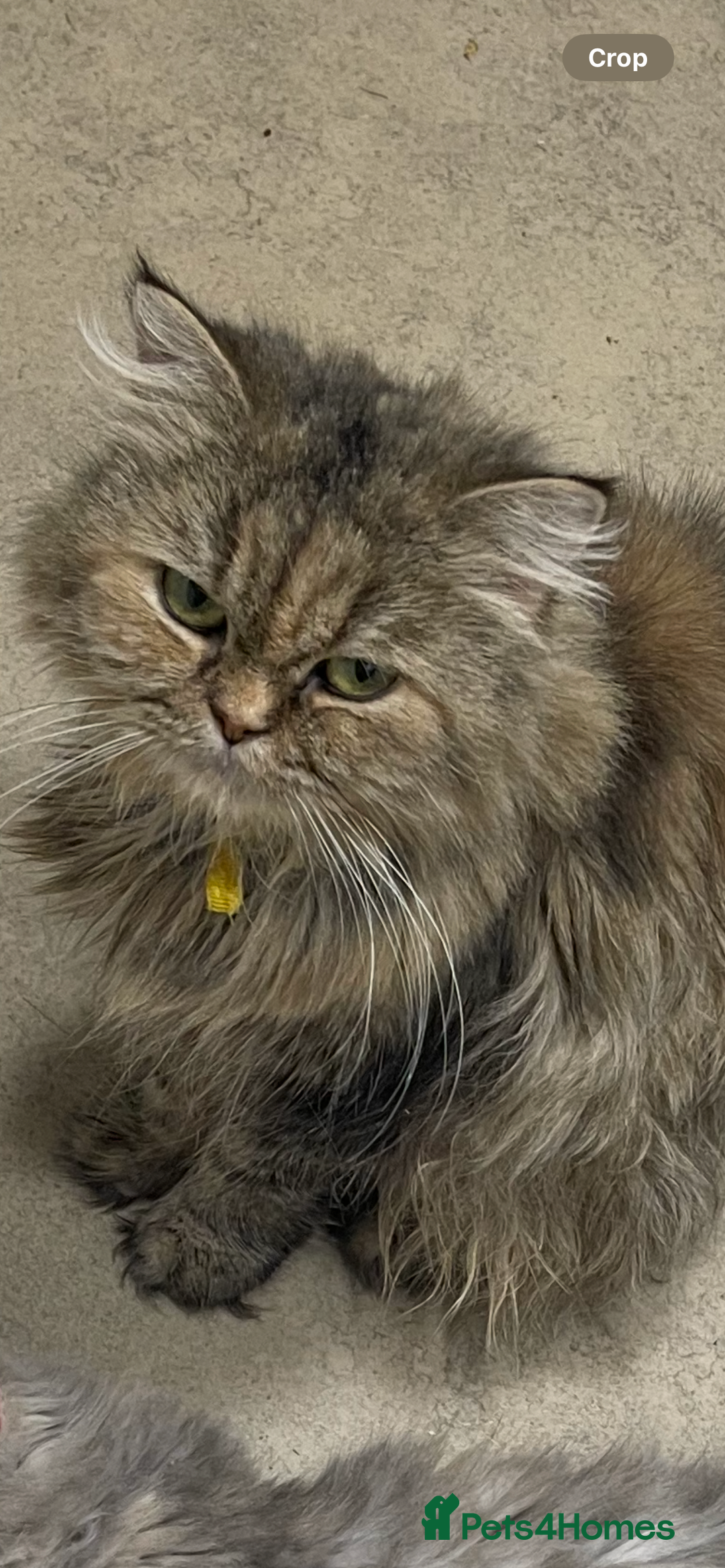 Persian cats for sale: persian kittens and mum - Advert 8