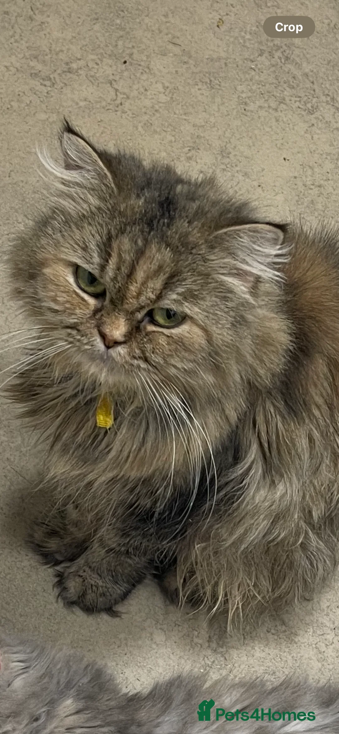 Persian cats for sale: persian kittens and mum - Advert 4