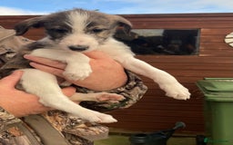 Lurcher dogs for sale: lurcher pups - Advert 7